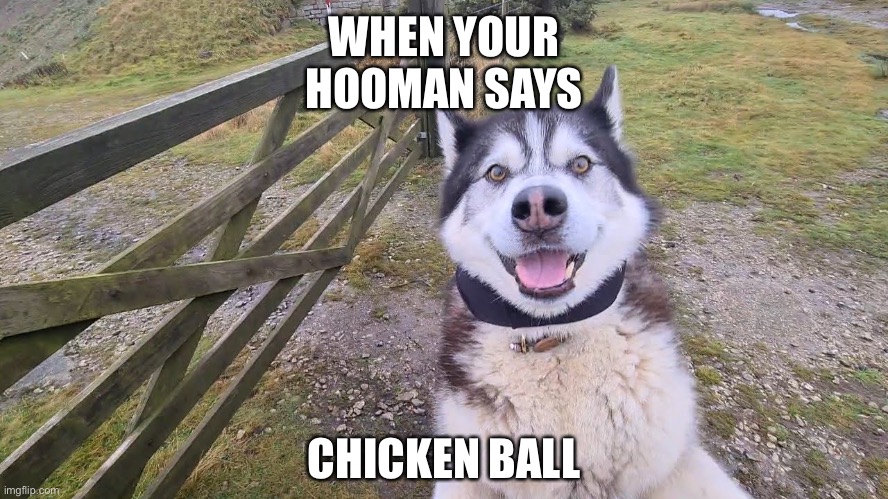 Happy Husky | WHEN YOUR HOOMAN SAYS; CHICKEN BALL | image tagged in happy husky,husky,treats,treat,pupper,good boy | made w/ Imgflip meme maker