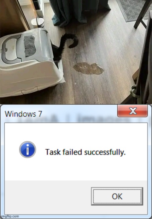 Failed Successfully | image tagged in task failed successfully,cats | made w/ Imgflip meme maker