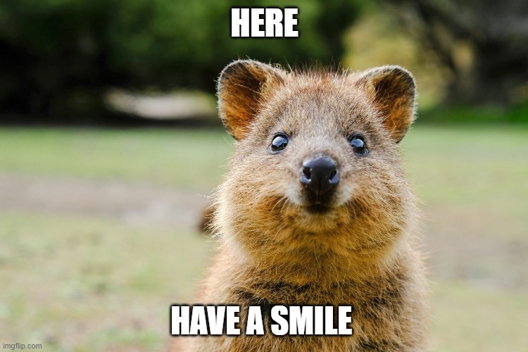 Happy Quokka does not want you to be sad | HERE; HAVE A SMILE | image tagged in happy,quokka | made w/ Imgflip meme maker