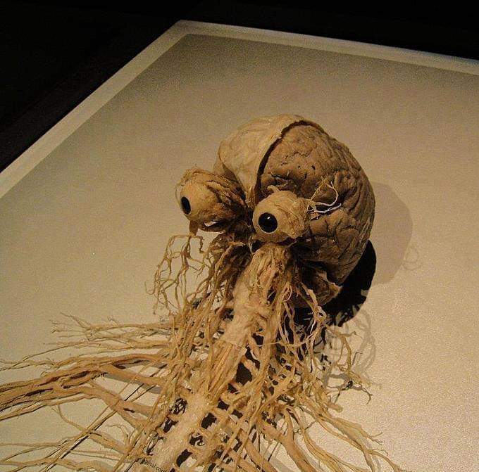 Nervous system Blank Meme Template