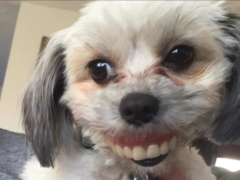Dog With Dentures Blank Meme Template