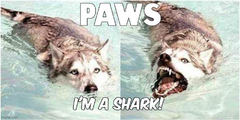 (insert jaws theme song) | image tagged in dog,oh no,hahaha,meme | made w/ Imgflip meme maker
