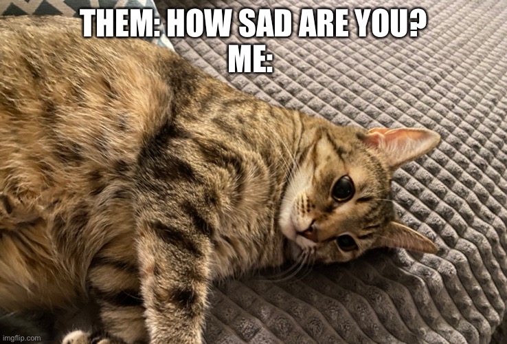 sad | THEM: HOW SAD ARE YOU?
ME: | image tagged in cat | made w/ Imgflip meme maker