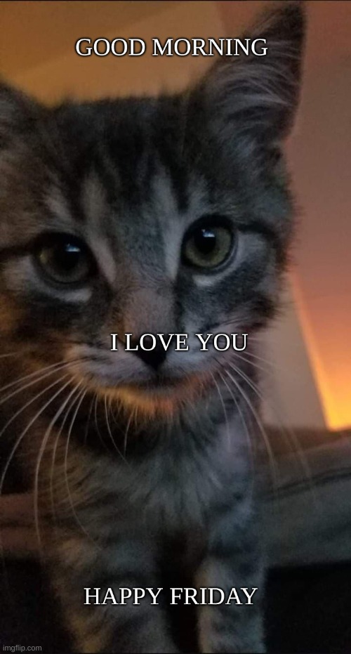 I Love You | image tagged in good morning,i love you,happy friday,kitten,kitty,cat | made w/ Imgflip meme maker
