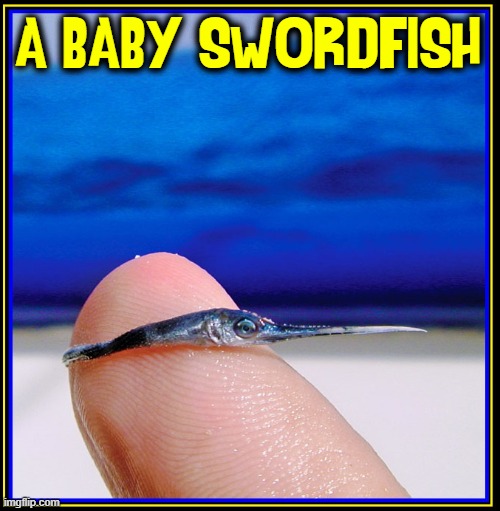 Y'wanna see something really cute?! |  A BABY SWORDFISH | image tagged in vince vance,memes,baby,swordfish,fish,babies | made w/ Imgflip meme maker