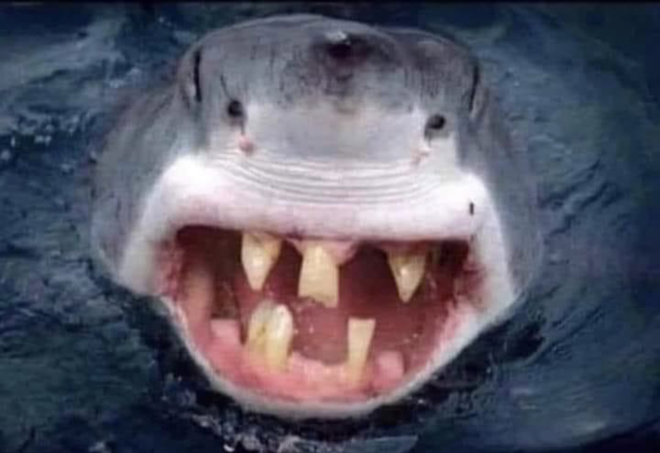 Tooth shark Blank Meme Template