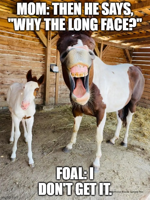 Marely Funny | MOM: THEN HE SAYS, "WHY THE LONG FACE?"; FOAL: I DON'T GET IT. | image tagged in horse,joke | made w/ Imgflip meme maker