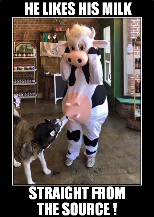 This Husky Knows What He Wants ! | HE LIKES HIS MILK; STRAIGHT FROM THE SOURCE ! | image tagged in dogs,cows,milk,weird,costume | made w/ Imgflip meme maker