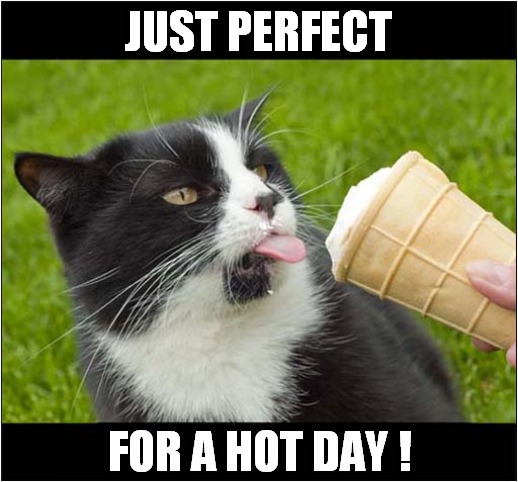 A Cool Cat | JUST PERFECT; FOR A HOT DAY ! | image tagged in cats,cool cat,ice cream | made w/ Imgflip meme maker