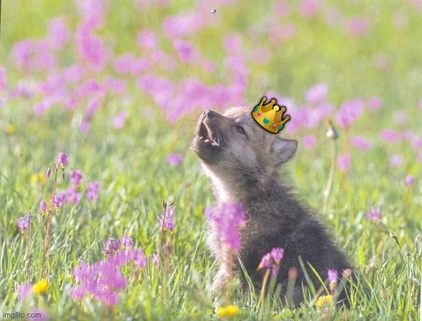 Baby Insanity Wolf Meme | ? | image tagged in memes,baby insanity wolf | made w/ Imgflip meme maker