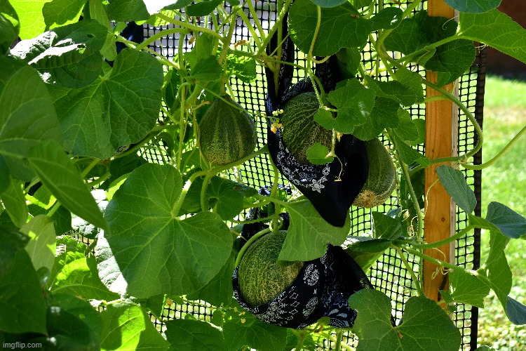 I am vertically growing Cantaloupes saves room ? | image tagged in cantaloupes,vertically,gardening,kewlew | made w/ Imgflip meme maker