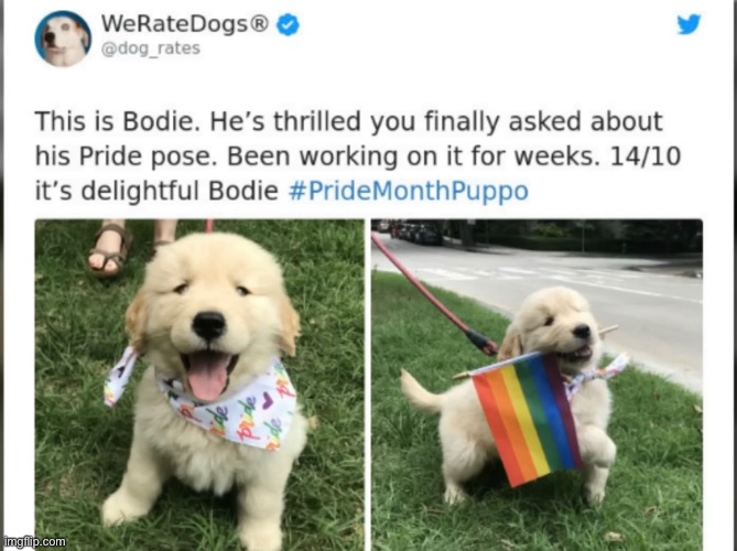 So sweet! We love pride dogs, don’t we? | made w/ Imgflip meme maker