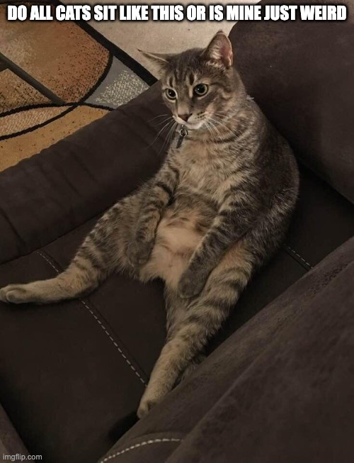 I need answers | DO ALL CATS SIT LIKE THIS OR IS MINE JUST WEIRD | image tagged in cats | made w/ Imgflip meme maker