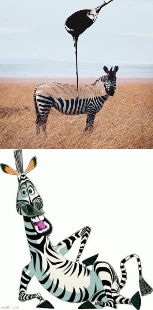 Zebra photoshop | image tagged in zebra,zebras,funny,photoshop,memes,meme | made w/ Imgflip meme maker