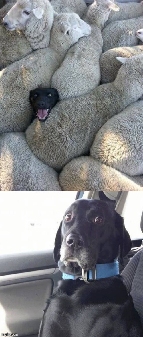 Dog with the sheeps | image tagged in black lab wide eyed dog,sheep,dog,reposts,repost,memes | made w/ Imgflip meme maker