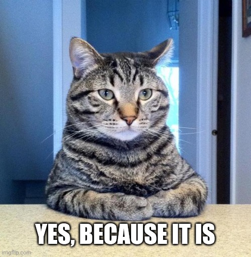 Serious Cat | YES, BECAUSE IT IS | image tagged in serious cat | made w/ Imgflip meme maker