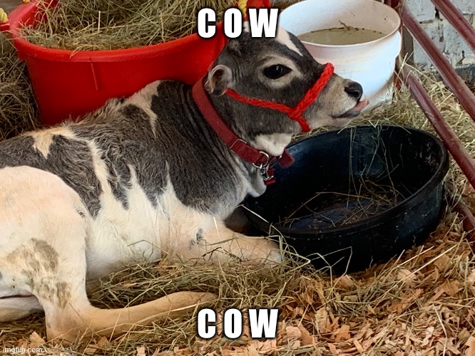 C o w | C O W; C O W | image tagged in c o w | made w/ Imgflip meme maker