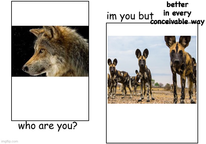 Seriously look it up | better in every conceivable way | image tagged in i'm you but stronger,wolf,african wild dog | made w/ Imgflip meme maker