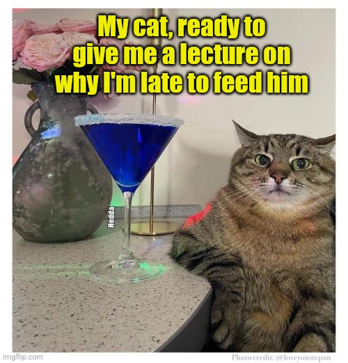 Martini cat | My cat, ready to give me a lecture on why I'm late to feed him | image tagged in funny cats,drinking,margarita | made w/ Imgflip meme maker