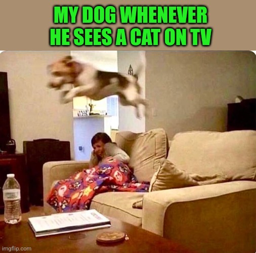 Leap Dog |  MY DOG WHENEVER HE SEES A CAT ON TV | image tagged in funny dogs,jumping,tv | made w/ Imgflip meme maker