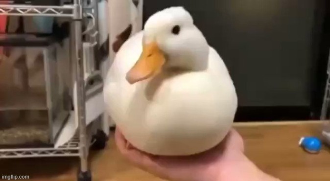 duck | made w/ Imgflip meme maker