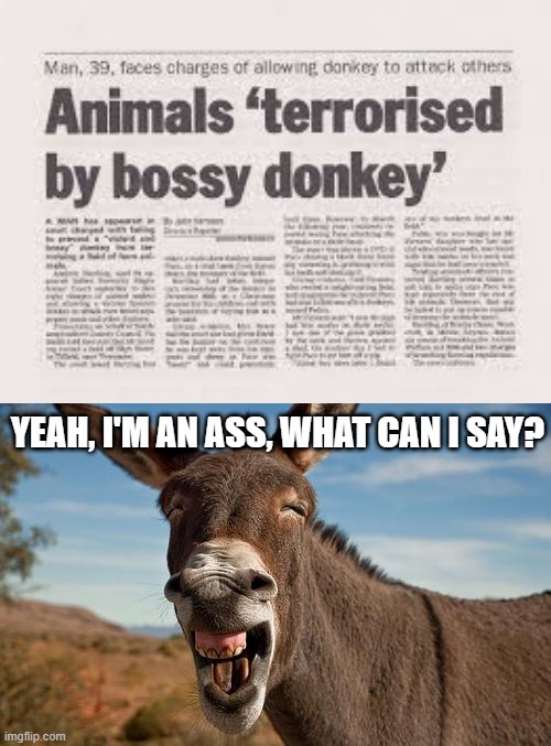 Boss Ass | YEAH, I'M AN ASS, WHAT CAN I SAY? | image tagged in donkey jackass braying | made w/ Imgflip meme maker