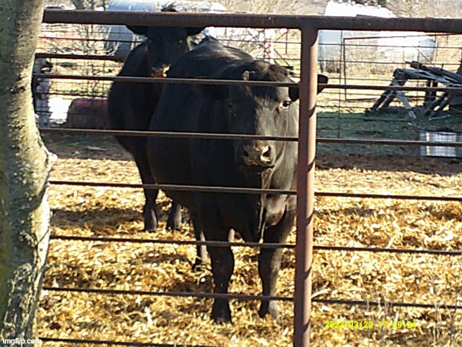 I saw this cow in March 2022, while riding my bike | image tagged in cow | made w/ Imgflip meme maker