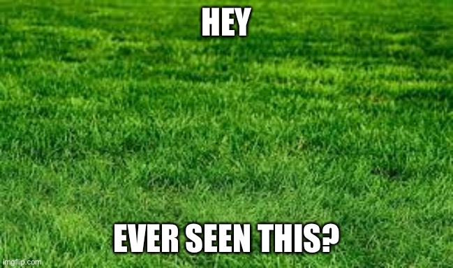 touching grass | HEY EVER SEEN THIS? | image tagged in touching grass | made w/ Imgflip meme maker