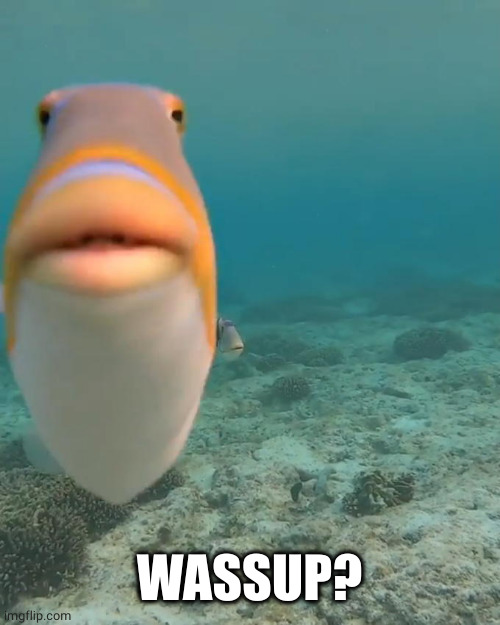 staring fish | WASSUP? | image tagged in staring fish | made w/ Imgflip meme maker