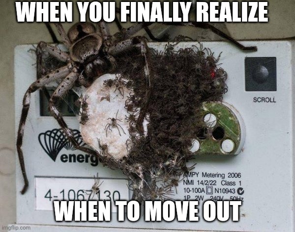 Spiders! Hell No!  | WHEN YOU FINALLY REALIZE; WHEN TO MOVE OUT | image tagged in spiders hell no | made w/ Imgflip meme maker