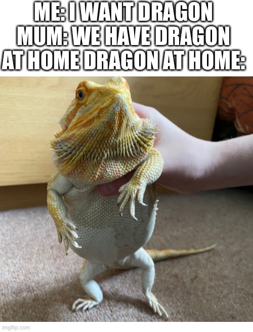 ME: I WANT DRAGON MUM: WE HAVE DRAGON AT HOME DRAGON AT HOME: | image tagged in blank white template | made w/ Imgflip meme maker