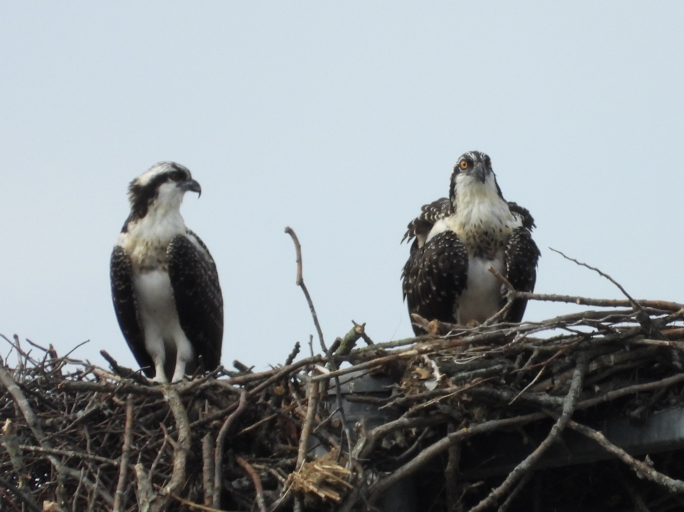 Two Osprey Blank Meme Template