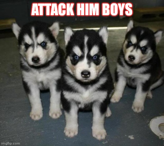 angry puppies | ATTACK HIM BOYS | image tagged in angry puppies | made w/ Imgflip meme maker