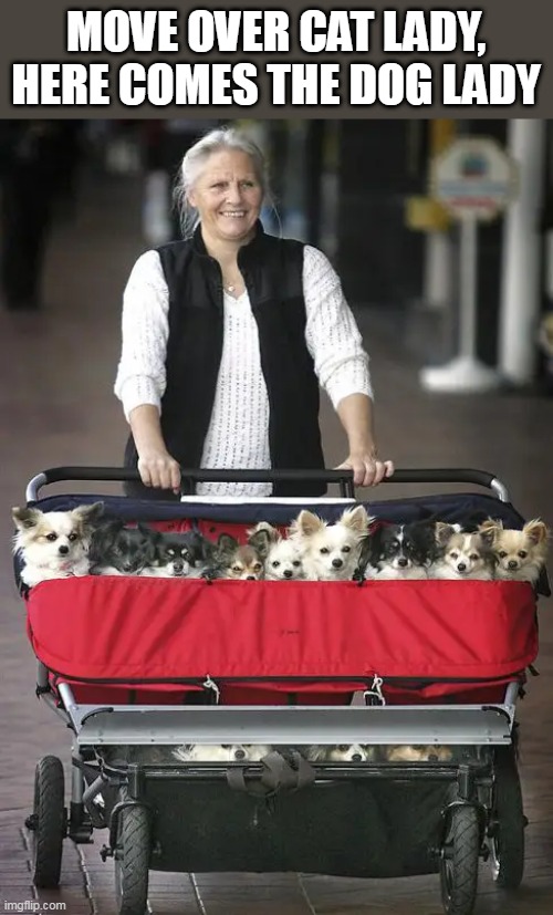 THE DOG LADY | MOVE OVER CAT LADY, HERE COMES THE DOG LADY | image tagged in dogs,dog | made w/ Imgflip meme maker