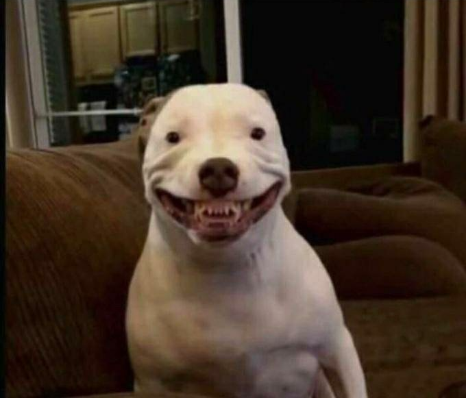 High Quality Dog With Weird Mouth And Small Eyes Blank Meme Template