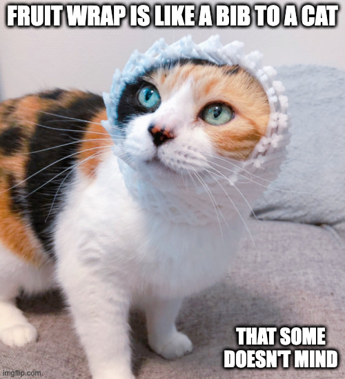 Cat With Fruit Wrap | FRUIT WRAP IS LIKE A BIB TO A CAT; THAT SOME DOESN'T MIND | image tagged in cats,memes | made w/ Imgflip meme maker