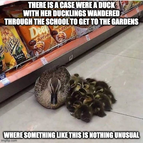 Duck in Bodega | THERE IS A CASE WERE A DUCK WITH HER DUCKLINGS WANDERED THROUGH THE SCHOOL TO GET TO THE GARDENS; WHERE SOMETHING LIKE THIS IS NOTHING UNUSUAL | image tagged in duck,memes | made w/ Imgflip meme maker