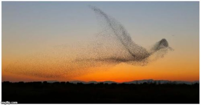 giant flock of birds forming a giant bird | made w/ Imgflip meme maker