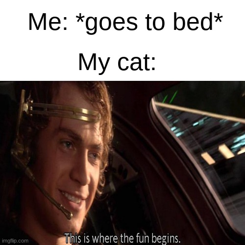 i have two | Me: *goes to bed*; My cat: | image tagged in this is where the fun begins,relatable,pet humor | made w/ Imgflip meme maker