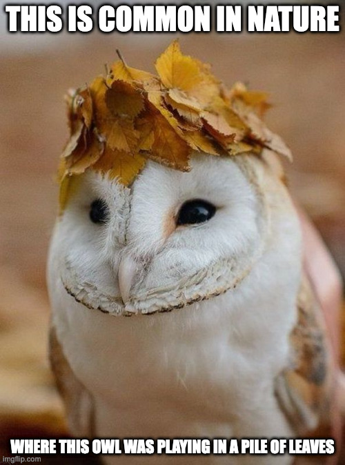 Owl With Leafhat | THIS IS COMMON IN NATURE; WHERE THIS OWL WAS PLAYING IN A PILE OF LEAVES | image tagged in owl,memes | made w/ Imgflip meme maker