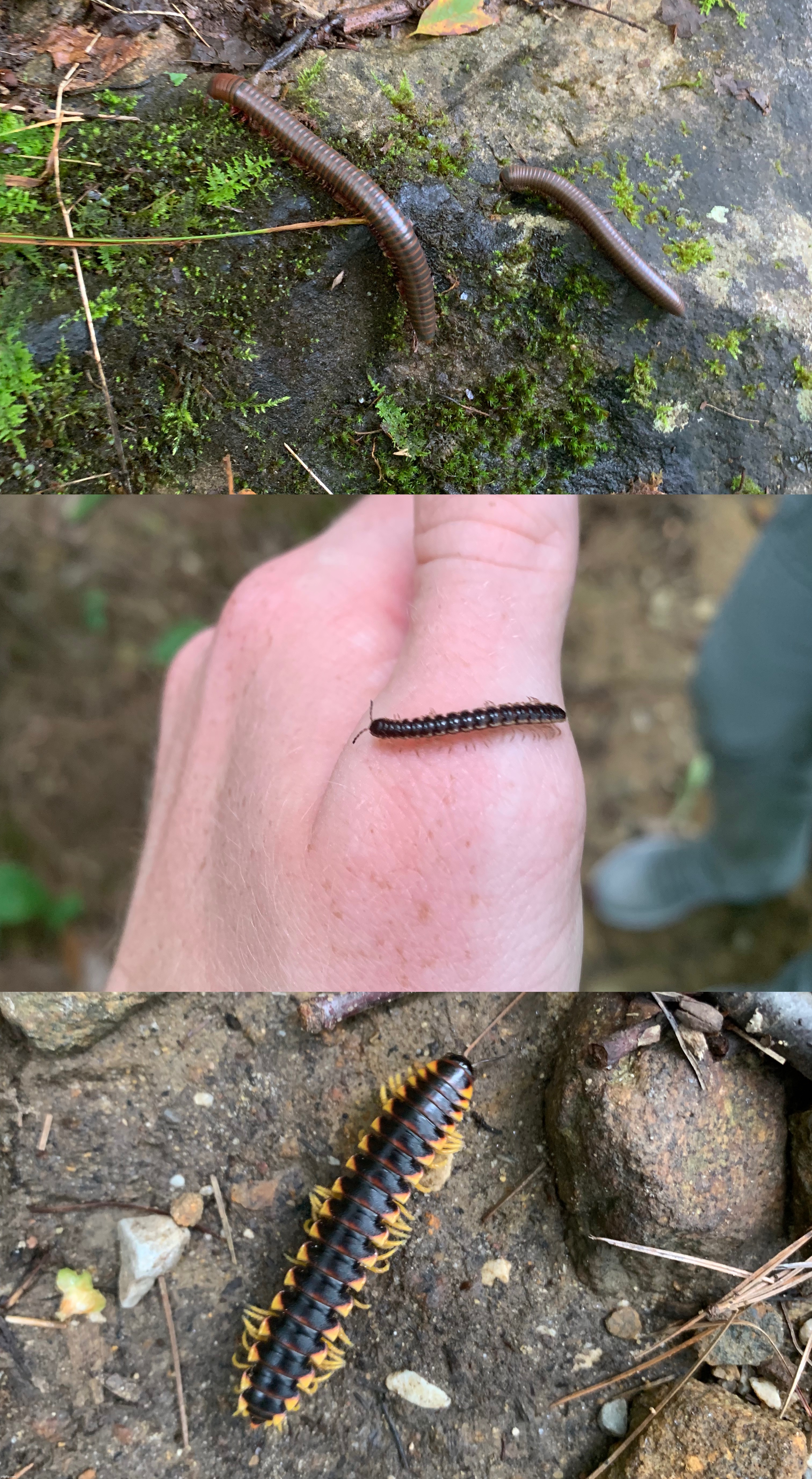 Millipedes | made w/ Imgflip meme maker