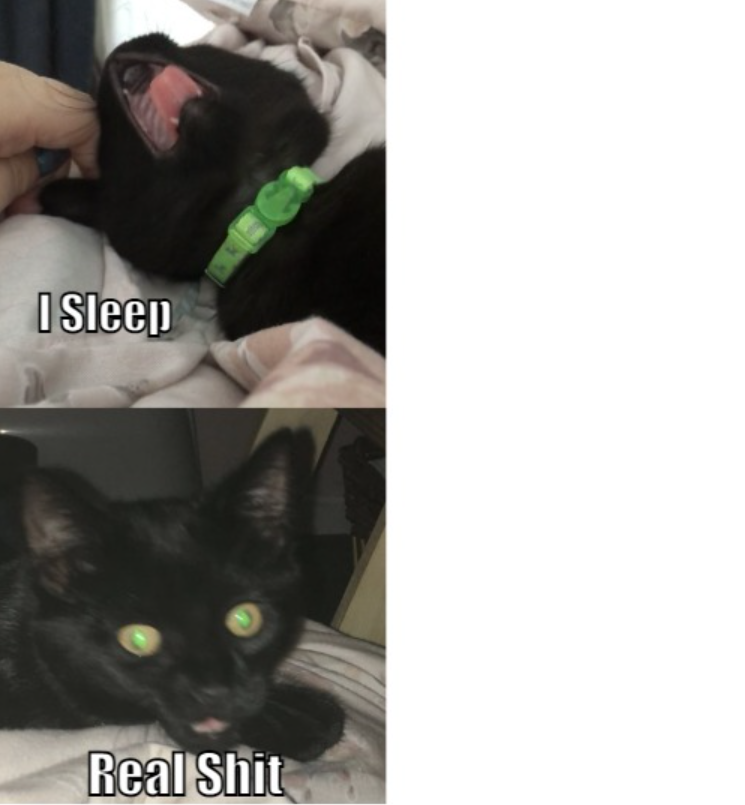 Salem I sleep Real Shit Blank Meme Template