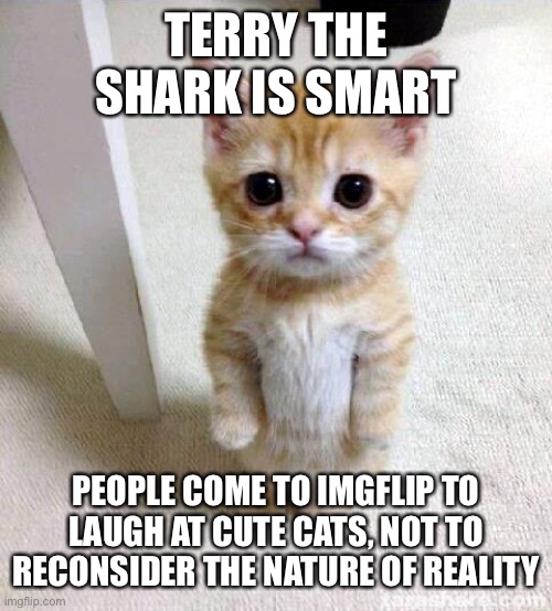 Cute Cat Meme | TERRY THE SHARK IS SMART PEOPLE COME TO IMGFLIP TO LAUGH AT CUTE CATS, NOT TO RECONSIDER THE NATURE OF REALITY | image tagged in memes,cute cat | made w/ Imgflip meme maker