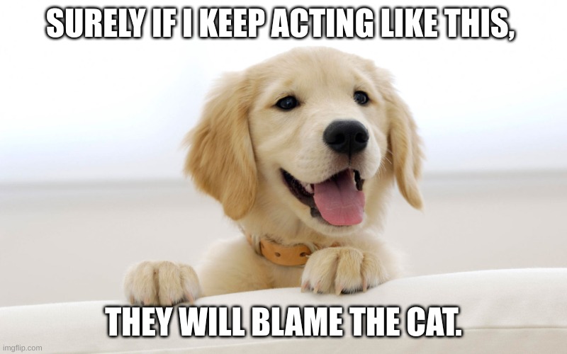 Cute dog idiot | SURELY IF I KEEP ACTING LIKE THIS, THEY WILL BLAME THE CAT. | image tagged in cute dog idiot | made w/ Imgflip meme maker