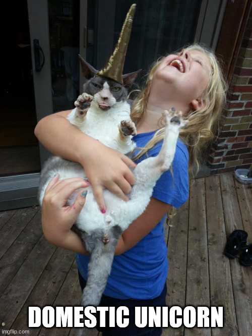 Cat with unicorn horn 2 | DOMESTIC UNICORN | image tagged in cat with unicorn horn 2 | made w/ Imgflip meme maker