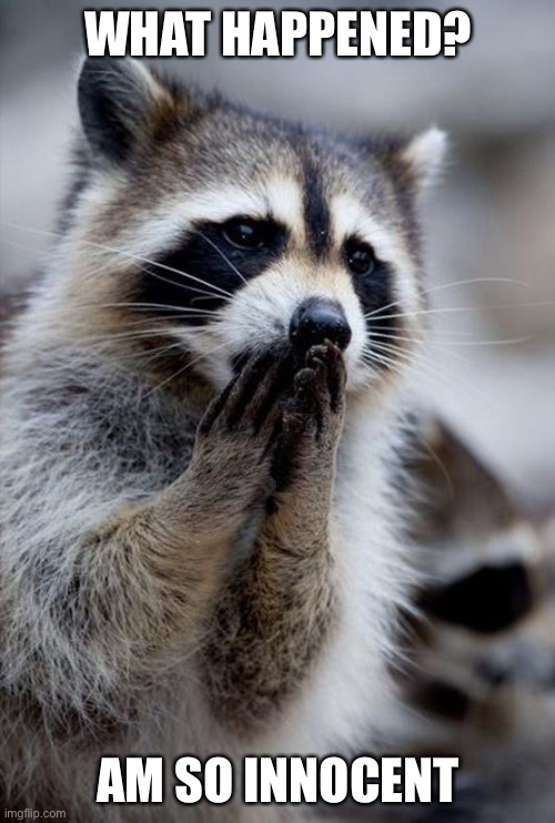 surprised raccoon | WHAT HAPPENED? AM SO INNOCENT | image tagged in surprised raccoon | made w/ Imgflip meme maker