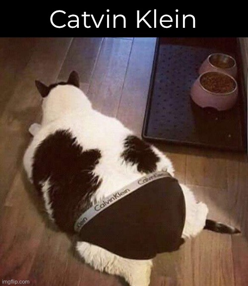 New for Fall 2022: Kitty Unnerpantz | Catvin Klein | image tagged in funny memes,funny cat memes | made w/ Imgflip meme maker