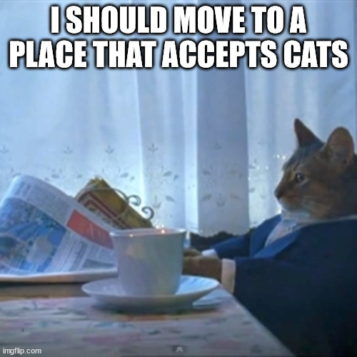 I should move | I SHOULD MOVE TO A PLACE THAT ACCEPTS CATS | image tagged in cat reading the paper | made w/ Imgflip meme maker