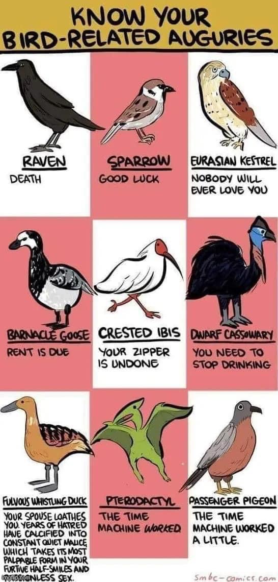 Know your bird-related auguries | image tagged in know your bird-related auguries | made w/ Imgflip meme maker
