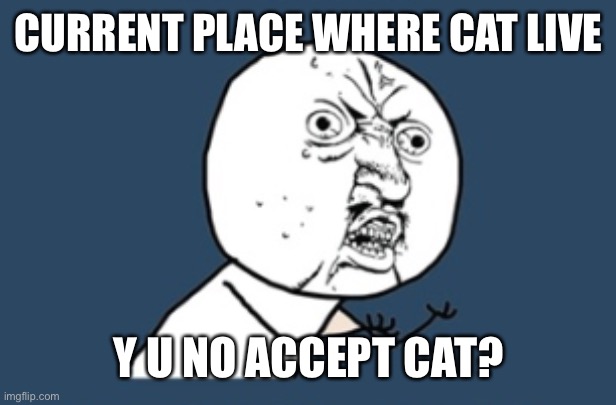 Ligma Stigma | CURRENT PLACE WHERE CAT LIVE Y U NO ACCEPT CAT? | image tagged in ligma stigma | made w/ Imgflip meme maker